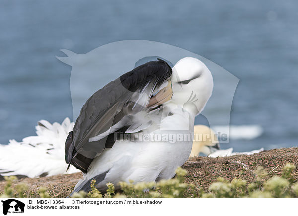 Schwarzbrauenalbatros / black-browed albatross / MBS-13364
