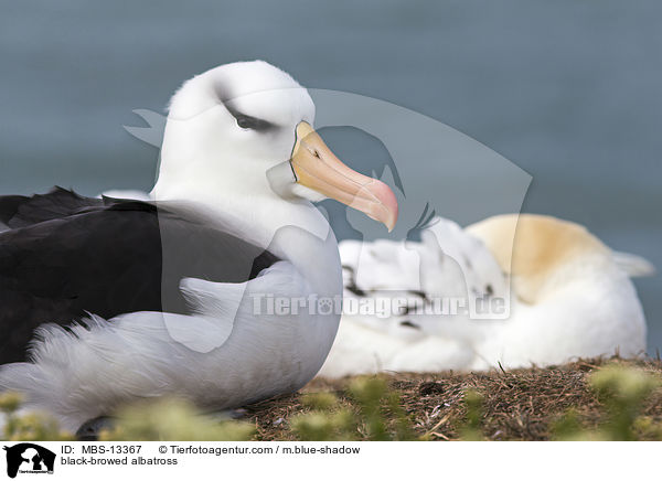 Schwarzbrauenalbatros / black-browed albatross / MBS-13367