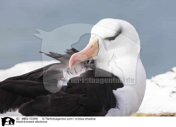 Schwarzbrauenalbatros / black-browed albatross / MBS-13368