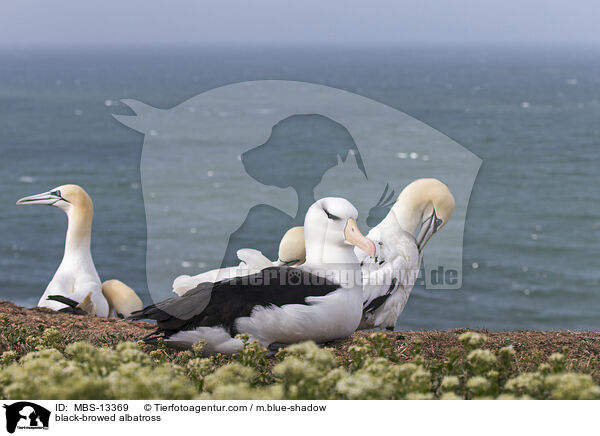 Schwarzbrauenalbatros / black-browed albatross / MBS-13369