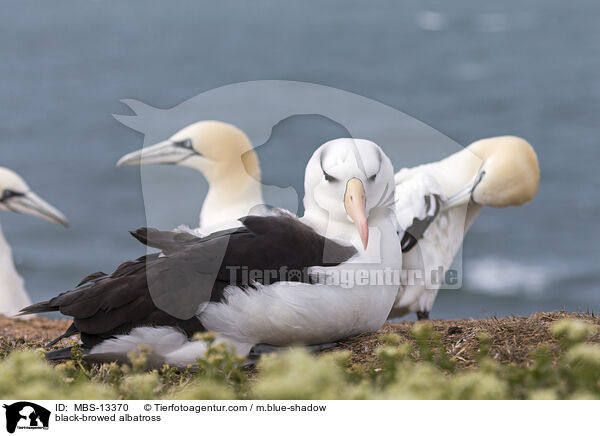 Schwarzbrauenalbatros / black-browed albatross / MBS-13370