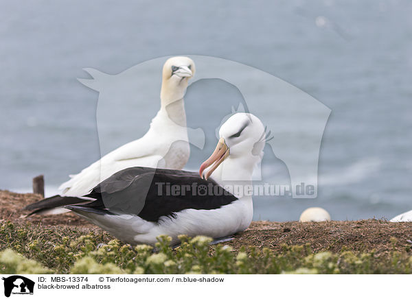 Schwarzbrauenalbatros / black-browed albatross / MBS-13374