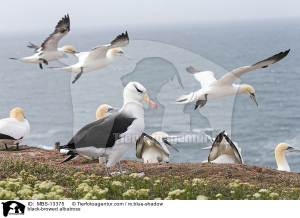 Schwarzbrauenalbatros / black-browed albatross / MBS-13375