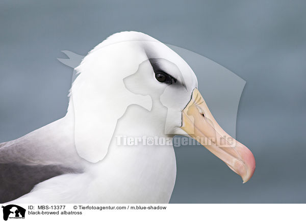 Schwarzbrauenalbatros / black-browed albatross / MBS-13377