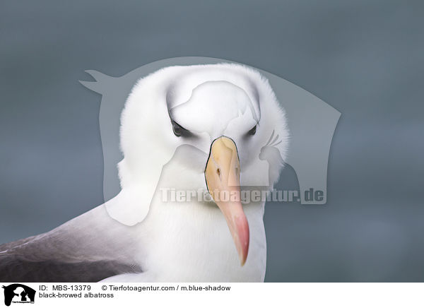 Schwarzbrauenalbatros / black-browed albatross / MBS-13379