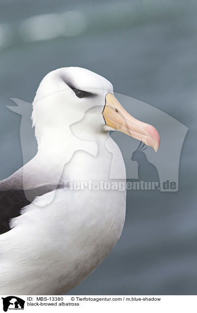 black-browed albatross / MBS-13380