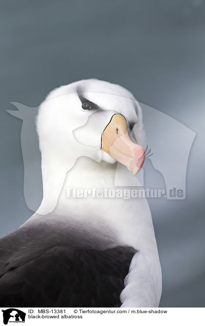 black-browed albatross / MBS-13381