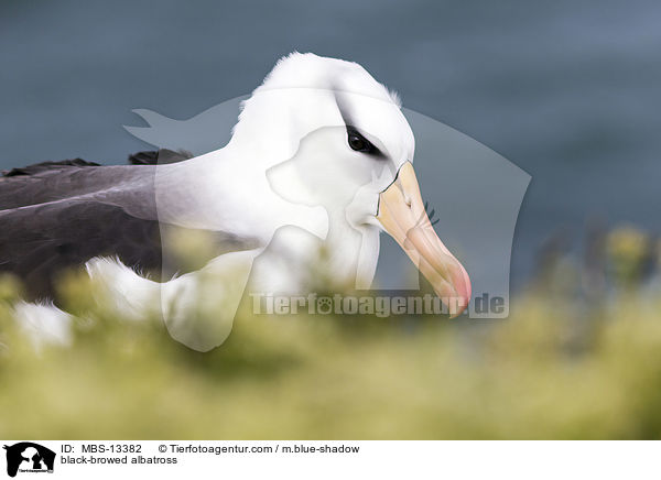 black-browed albatross / MBS-13382