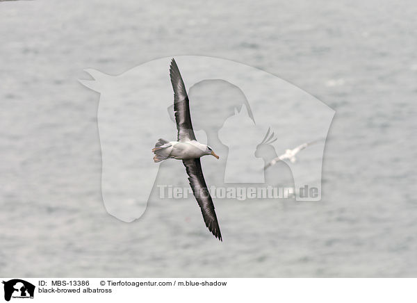 Schwarzbrauenalbatros / black-browed albatross / MBS-13386