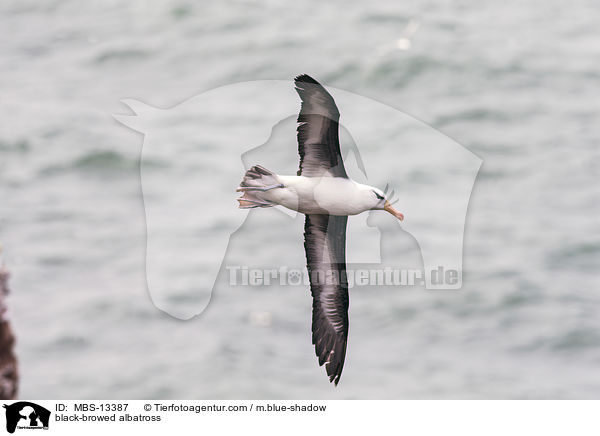 Schwarzbrauenalbatros / black-browed albatross / MBS-13387