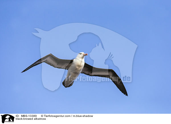 Schwarzbrauenalbatros / black-browed albatross / MBS-13389