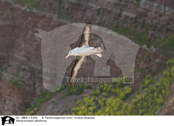 Schwarzbrauenalbatros / black-browed albatross / MBS-13394