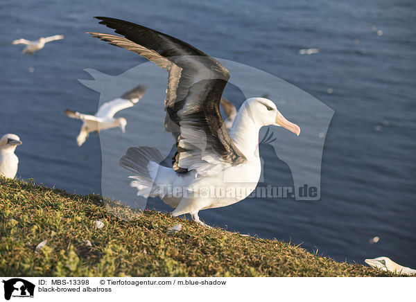 Schwarzbrauenalbatros / black-browed albatross / MBS-13398