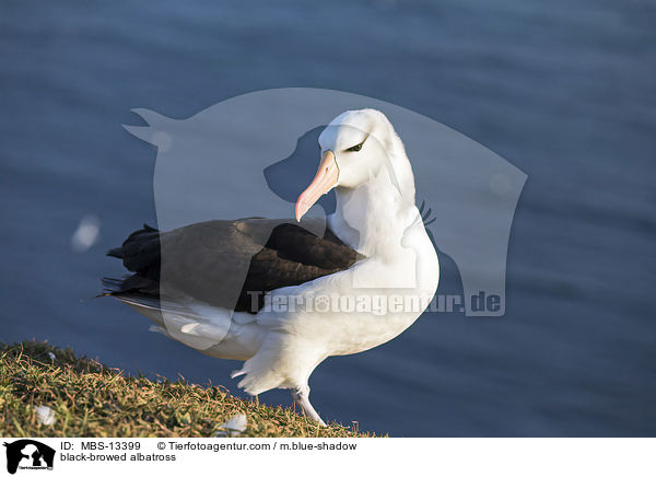 Schwarzbrauenalbatros / black-browed albatross / MBS-13399