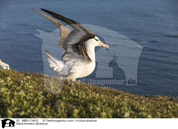 Schwarzbrauenalbatros / black-browed albatross / MBS-13402