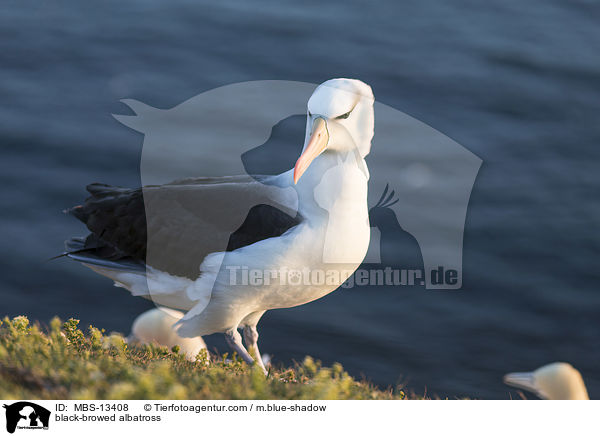 black-browed albatross / MBS-13408