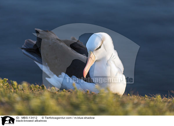 Schwarzbrauenalbatros / black-browed albatross / MBS-13412