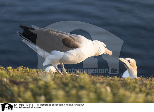black-browed albatross / MBS-13413