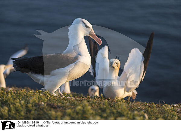 black-browed albatross / MBS-13416