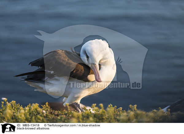 Schwarzbrauenalbatros / black-browed albatross / MBS-13418
