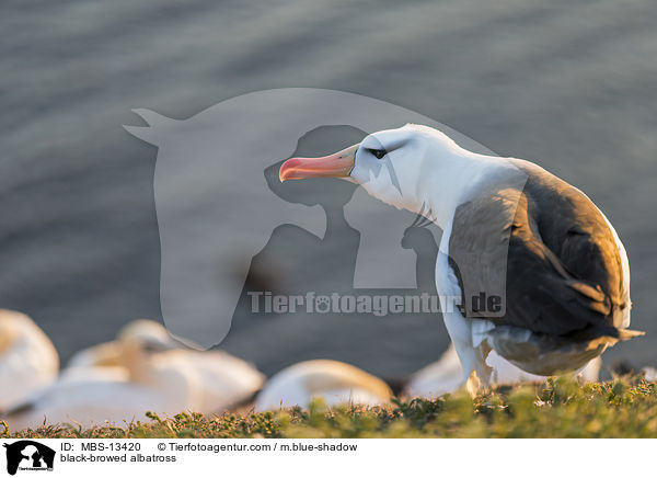 Schwarzbrauenalbatros / black-browed albatross / MBS-13420