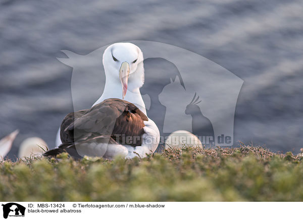 Schwarzbrauenalbatros / black-browed albatross / MBS-13424