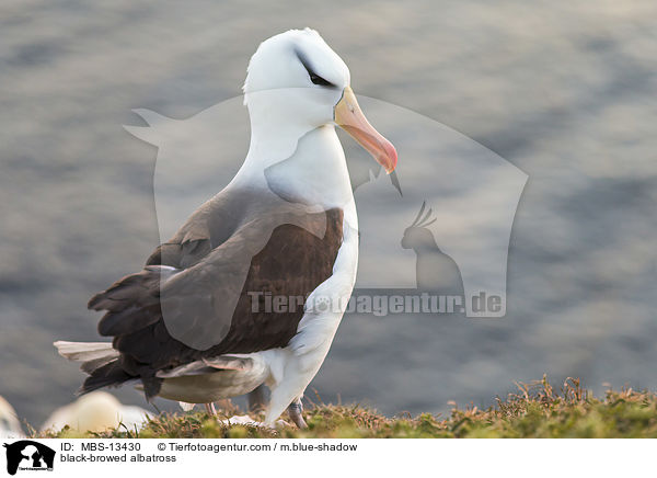 Schwarzbrauenalbatros / black-browed albatross / MBS-13430