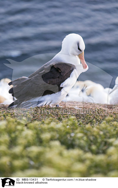 Schwarzbrauenalbatros / black-browed albatross / MBS-13431
