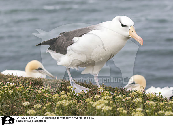 Schwarzbrauenalbatros / black-browed albatross / MBS-13437