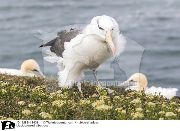 Schwarzbrauenalbatros / black-browed albatross / MBS-13438