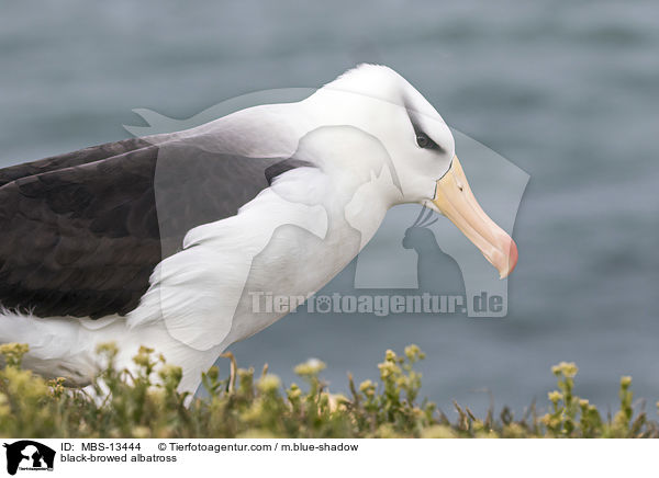 Schwarzbrauenalbatros / black-browed albatross / MBS-13444