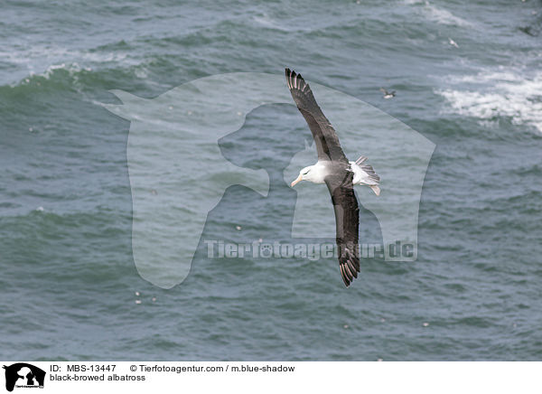 black-browed albatross / MBS-13447