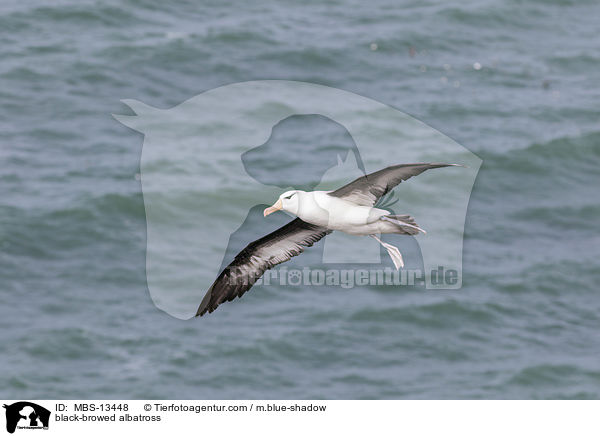 Schwarzbrauenalbatros / black-browed albatross / MBS-13448