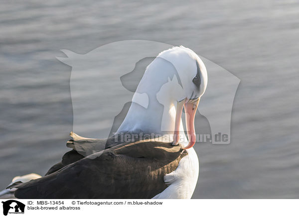 Schwarzbrauenalbatros / black-browed albatross / MBS-13454