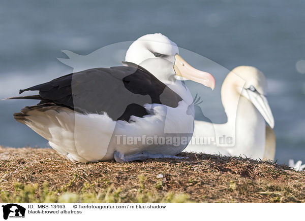 Schwarzbrauenalbatros / black-browed albatross / MBS-13463