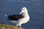 black-browed albatross