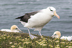 black-browed albatross