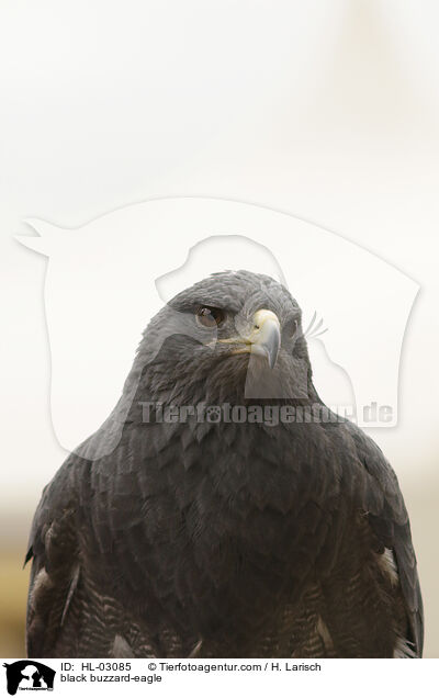Blaubussard / black buzzard-eagle / HL-03085