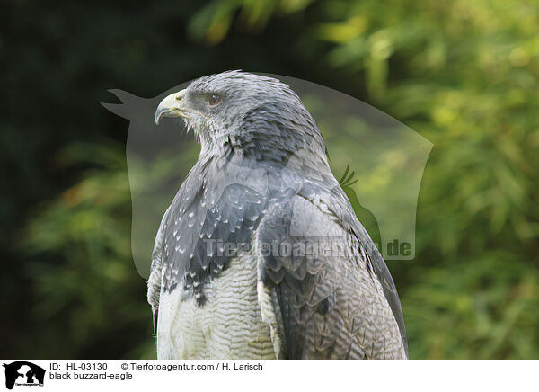 Blaubussard / black buzzard-eagle / HL-03130