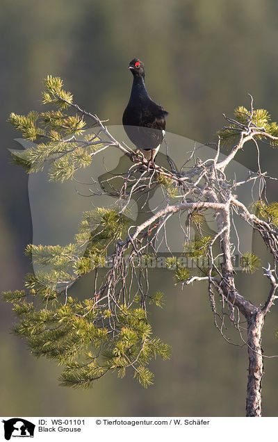 Birkhahn auf Baum / Black Grouse / WS-01101