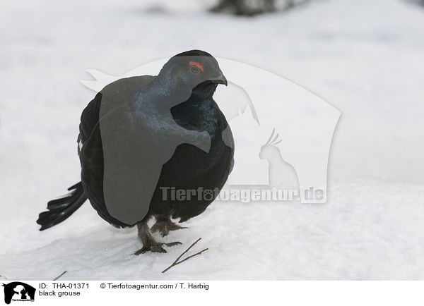 Birkhuhn / black grouse / THA-01371