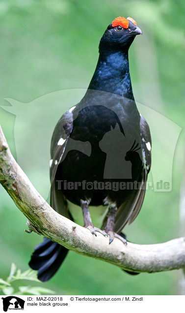 Birkhahn / male black grouse / MAZ-02018