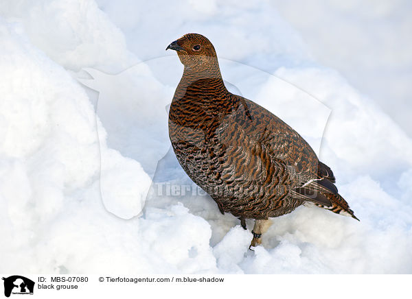 Birkhuhn / black grouse / MBS-07080