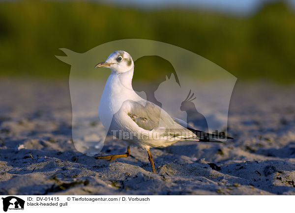 black-headed gull / DV-01415