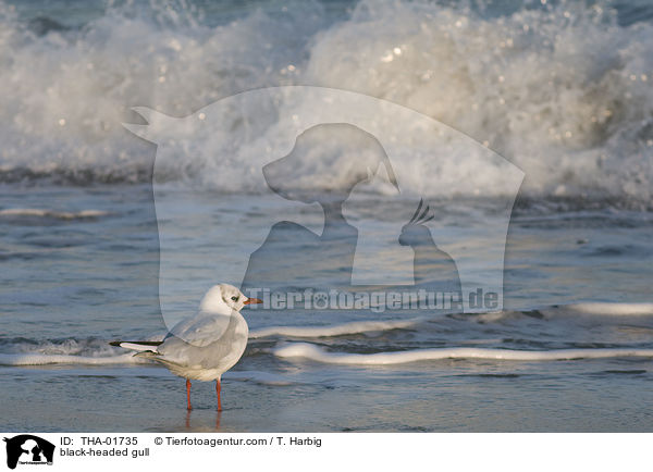 black-headed gull / THA-01735
