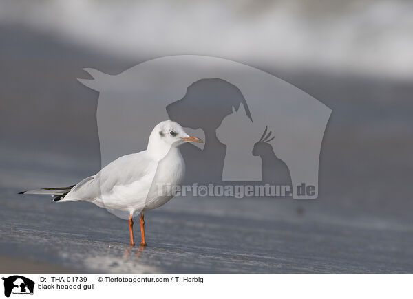 Lachmwe / black-headed gull / THA-01739