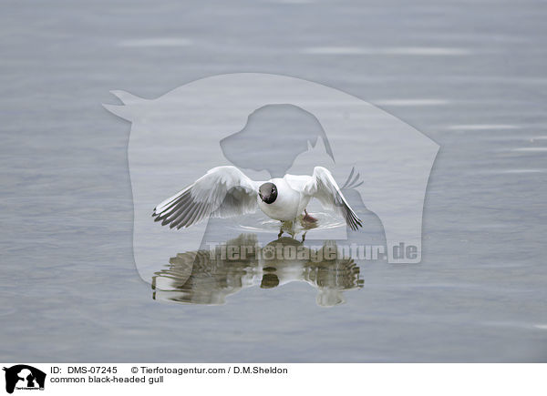Lachmwe / common black-headed gull / DMS-07245