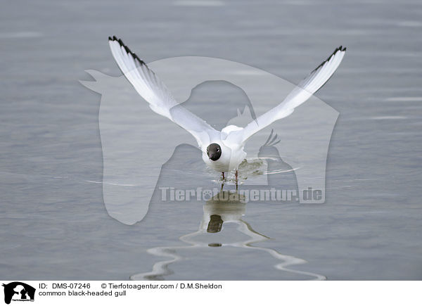 Lachmwe / common black-headed gull / DMS-07246