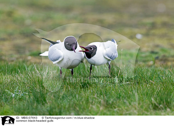 Lachmwen / common black-headed gulls / MBS-07643