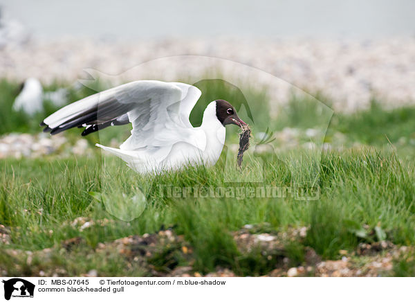 Lachmwe / common black-headed gull / MBS-07645